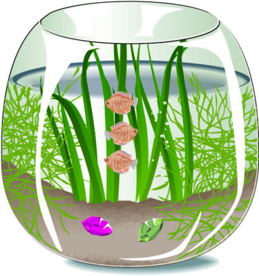 鑑賞魚のおすすめ5選！最高の自宅水族館ライフ！